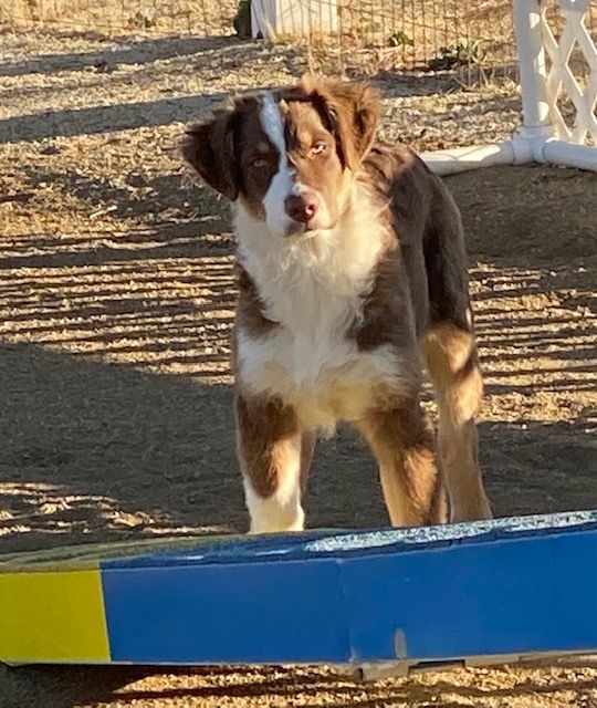 Puppy in training – LHT Revvvd up n’ Ready to Race (Hemi)