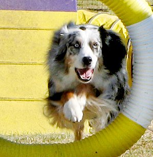 September 12, 1998 – April 14, 2014 - Easy Street Smokin’ Gun (Gunner) - AX, AXJ, OAC, OJC, RS-O, JS-O