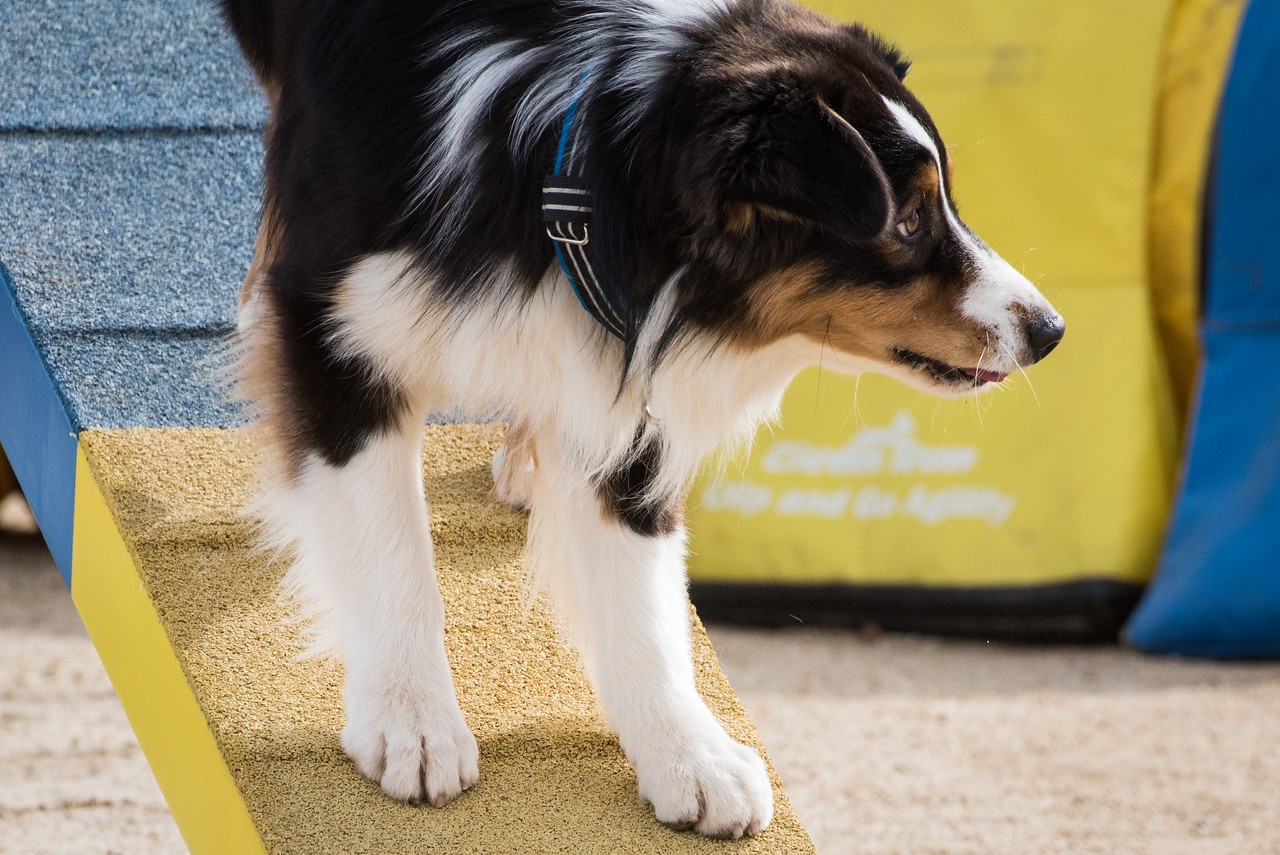 Puppy in training - LHT Ready Set Go Nitro! (Nitro) TKN, NTD, ACT1